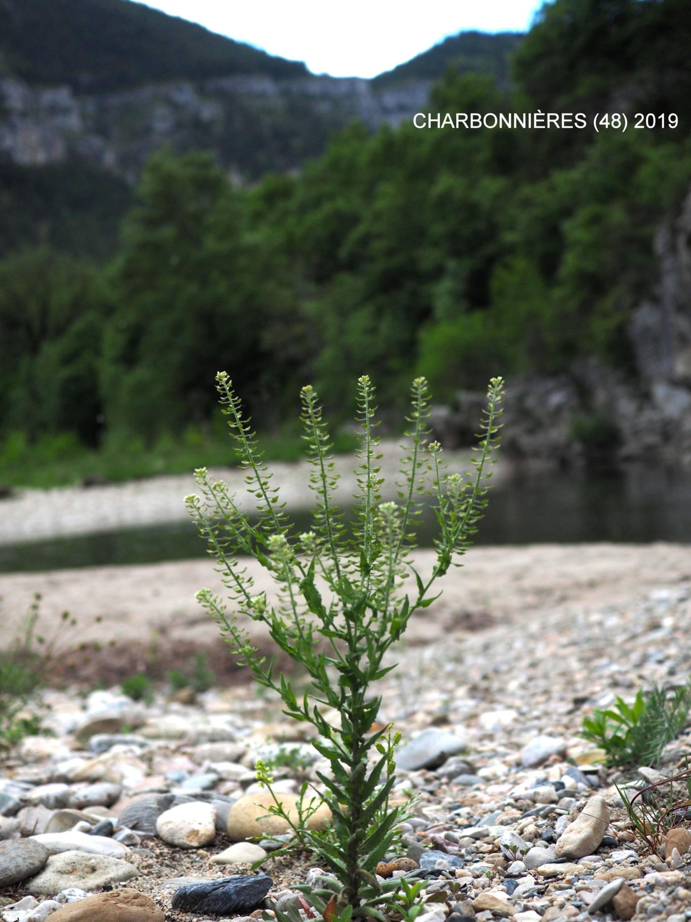 Pepperwort, Field plant